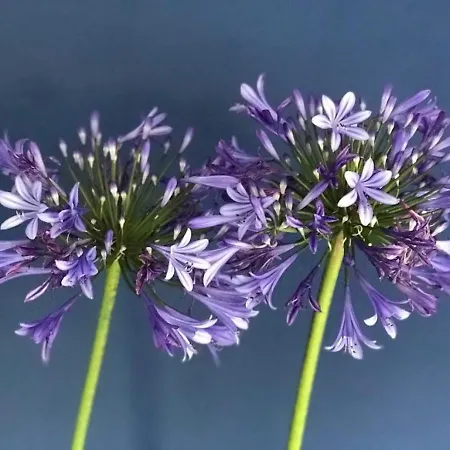 Quinta Bogesi ベッド・アンド・ブレックファスト フィゲイラ・ダ・フォズ