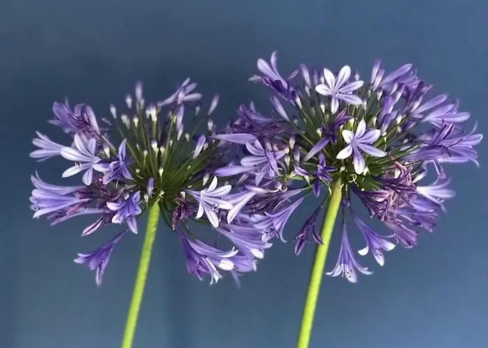 Quinta Bogesi Panzió Figueira da Foz